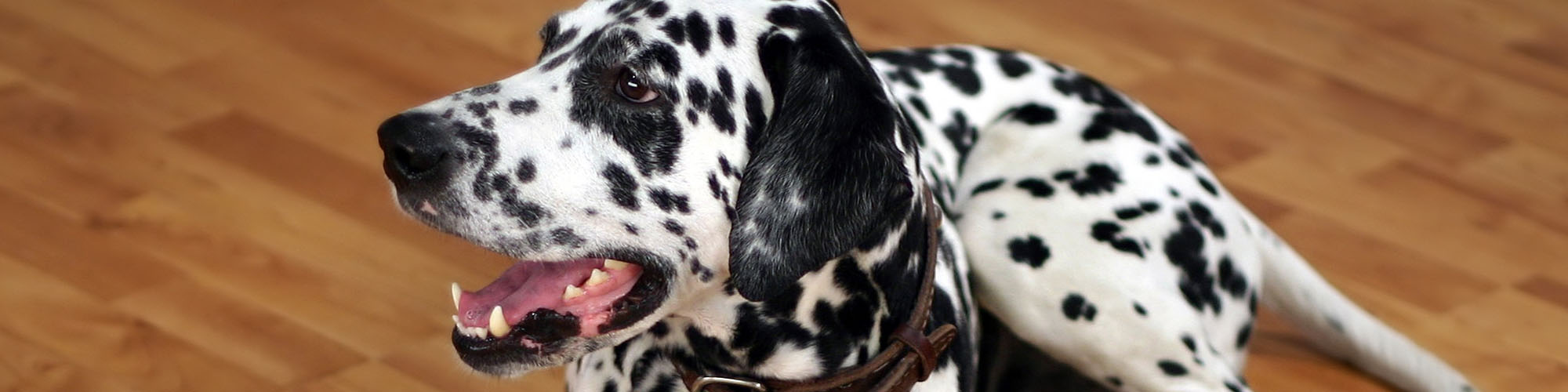 Dalmatian dog