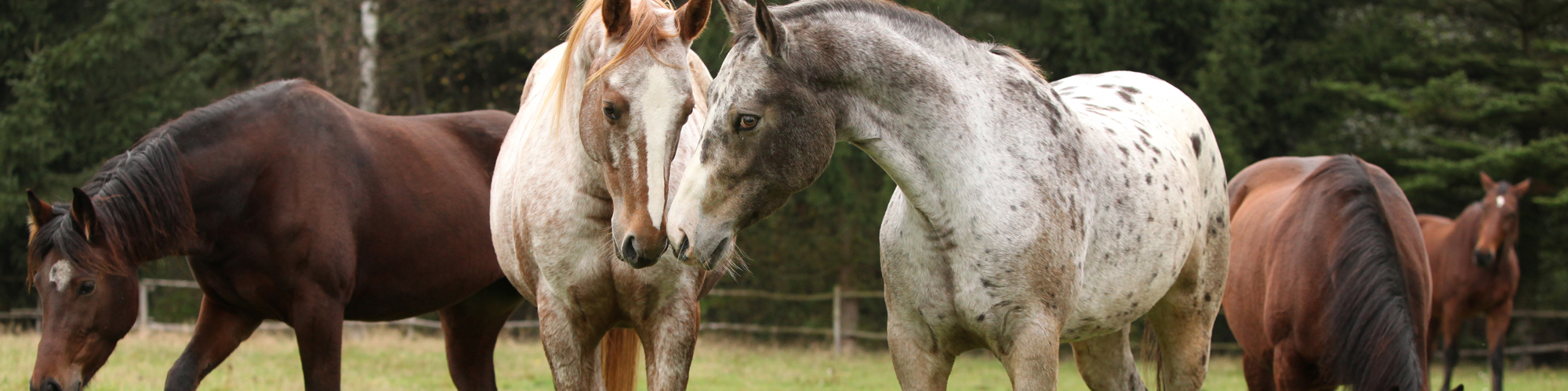 Horses