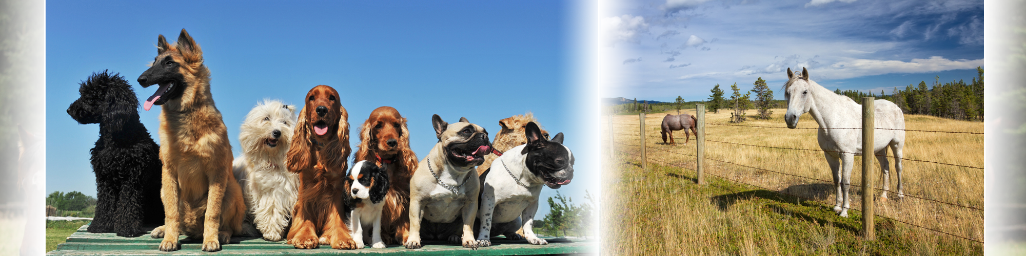 Dogs and horses